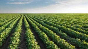 campo de soja verde y amplio en argentina